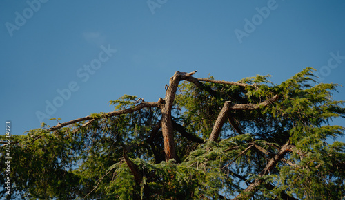 Árbol partido.