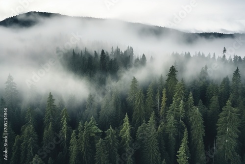 Misty forest landscape with tall fir trees © duyina1990