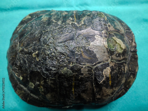 Superficial shell abscesses and erosions, or shell rot photo