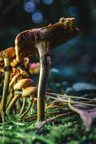 Detailed Views of Mushroom Gills in a Fantasy Scene