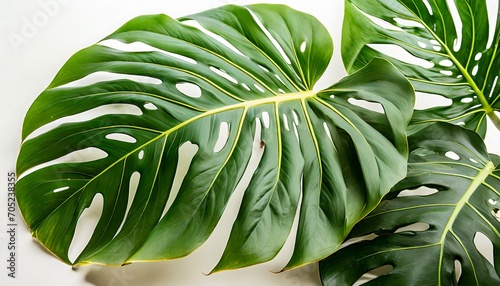 monstera leaf on white background with clipping path photo