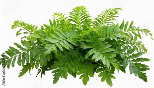green leaves tropical foliage plant bush of wart fern or monarch fern phymatosorus scolopendria the garden landscaping shrub on white background clipping path included photo