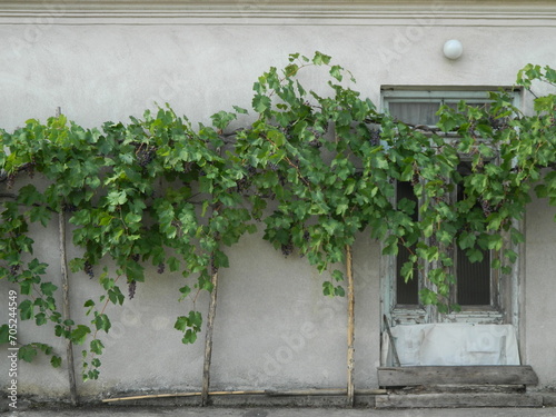grape on the wall