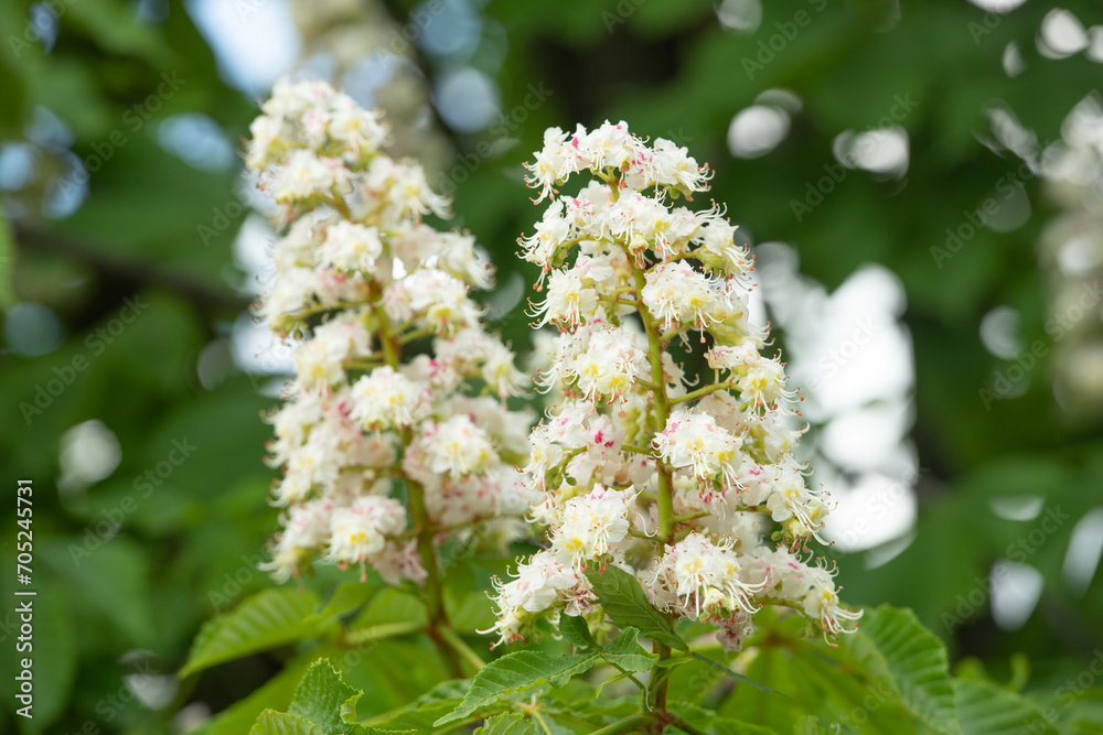 chestnuts flower bloom. chestnuts flower bloom in spring. spring chestnuts flower bloom chestnuts flower bloom. chestnuts flower bloom in spring. spring chestnuts flower bloom