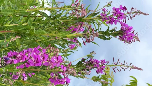 Pink blooming cabbage, kiprei or ivan tea on a field among herbs on a sunny summer day. Background of nature. Recreation and tourism in Udmurtia. Untouched germination. Epilobia. Wildflowers 4K photo