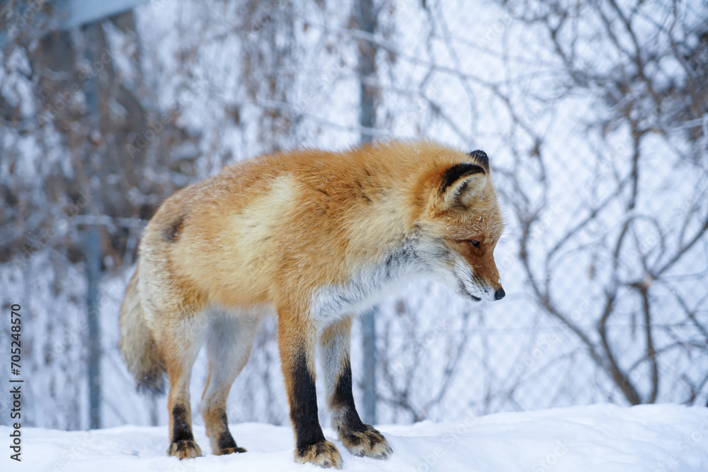 Majestic Red Fox in Hokkaido Winter Wonderland Majestic Red Fox in Hokkaido Winter Wonderland
