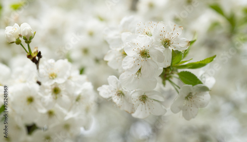 seasonal spring flower blossom. spring blossom flower on branch. photo of spring blossom flower