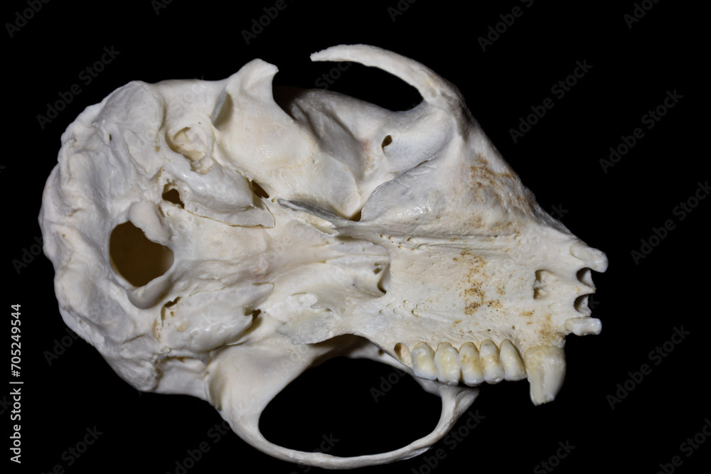 tooth malformation in monkey, mammal