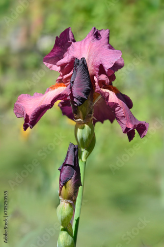 Tall bearded iris Lady Friend flower