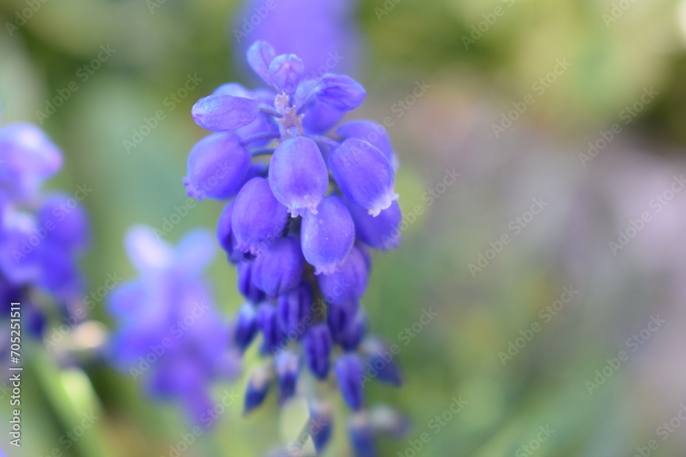Fleur Violette Fleur Violette