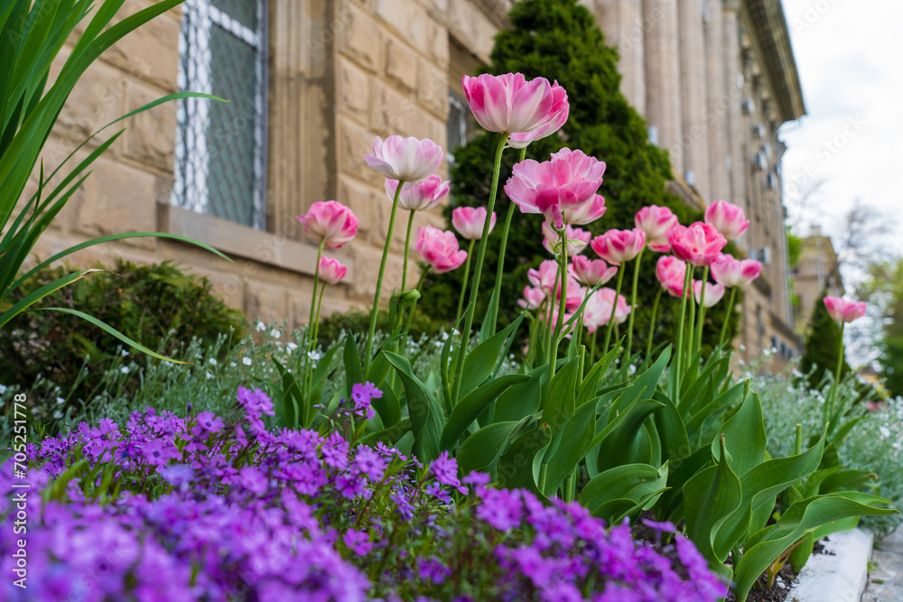 Fototapeta premium Flowers in a flower bed tulips. Greening the urban environment. Background with selective focus
