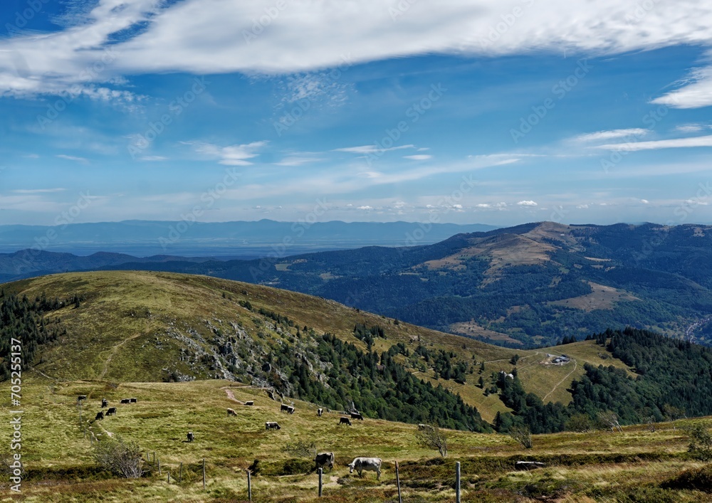 Die Vogesen am Col de la Schlucht kühe alpen