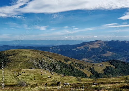 Die Vogesen am Col de la Schlucht kühe alpen