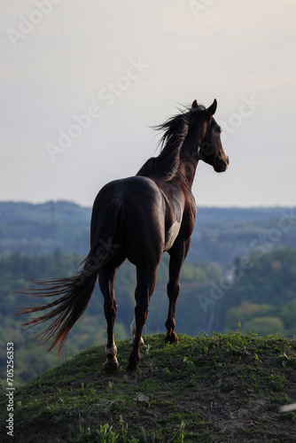 Φωτογραφία Mighty horse longing to be free
