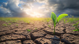Green seedling growing on dry cracked earth with blue sky background.