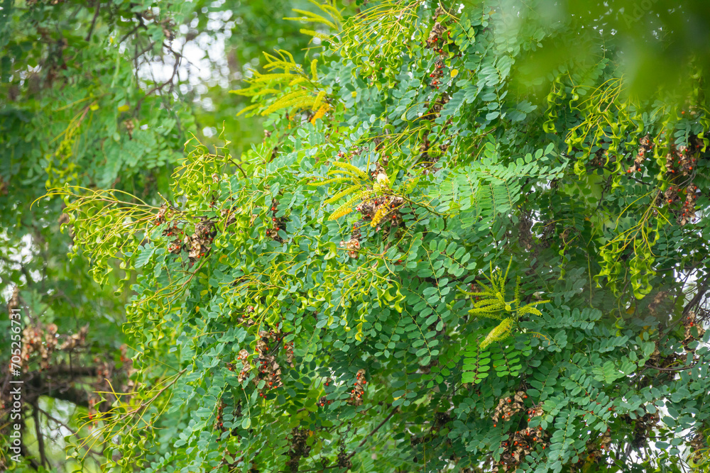 Brazil wood ( Pau-Brazil ) red seeds - Caesalpinia echinata 