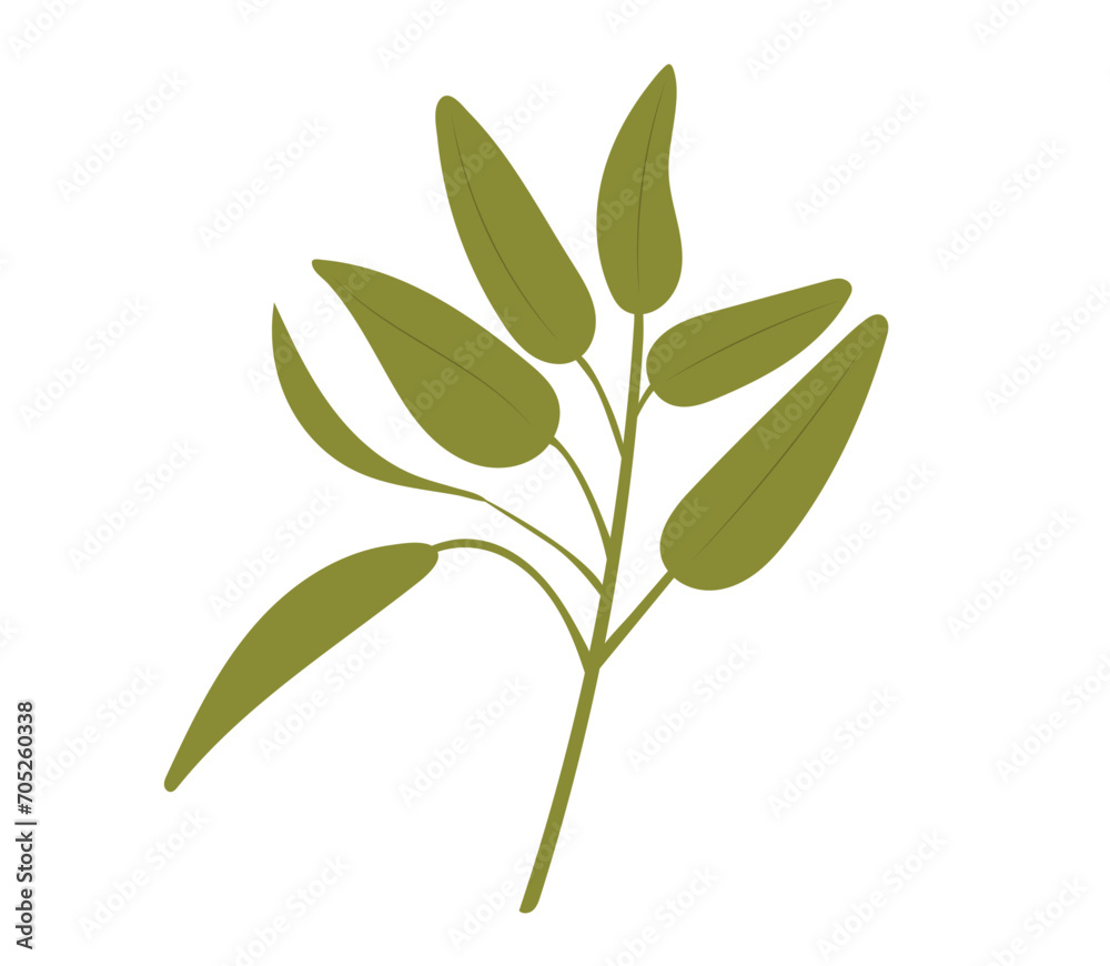 Fototapeta premium Culinary sage hand draw set isolated on white background. Sage plant with leaves. Herbal engraved print. Vector illustration. Salvia sketch vector illustration. 