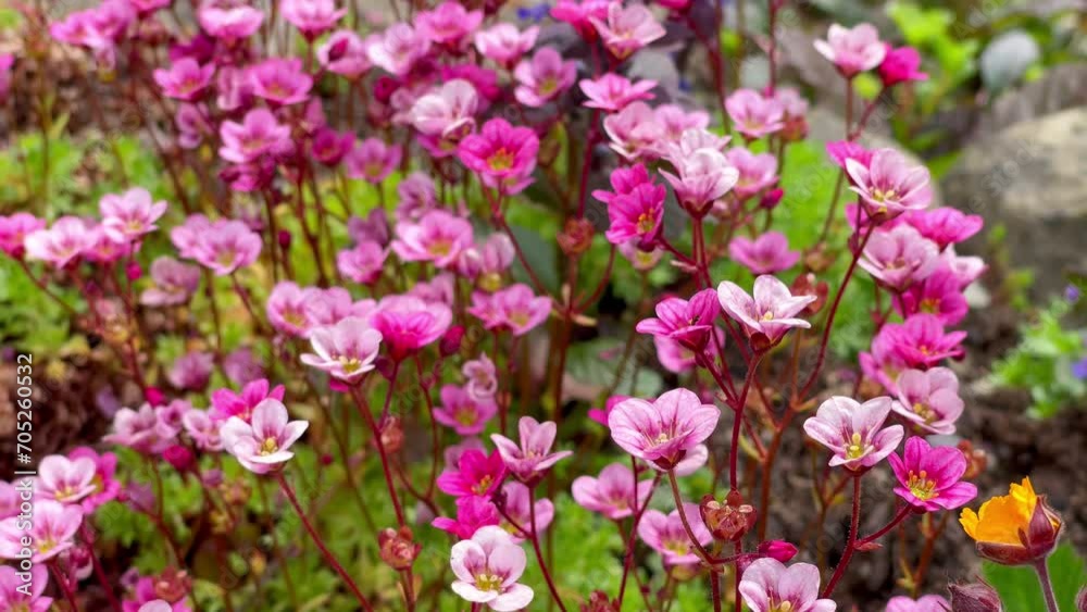 Little pink flowers moving under the soft spring wind. Fresh nature background. 4K colorful floral video. Little pink flowers moving under the soft spring wind. Fresh nature background. 4K colorful floral video.