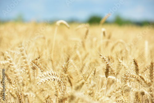 spikelets of golden wheat in the field. Ripe big golden ears of wheat on a yellow background of the field. nature. The idea of a rich summer harvest, agriculture, agro-industrial complex for food.