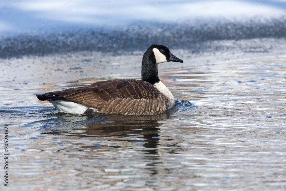 Fototapeta premium Goose on Icy Pond