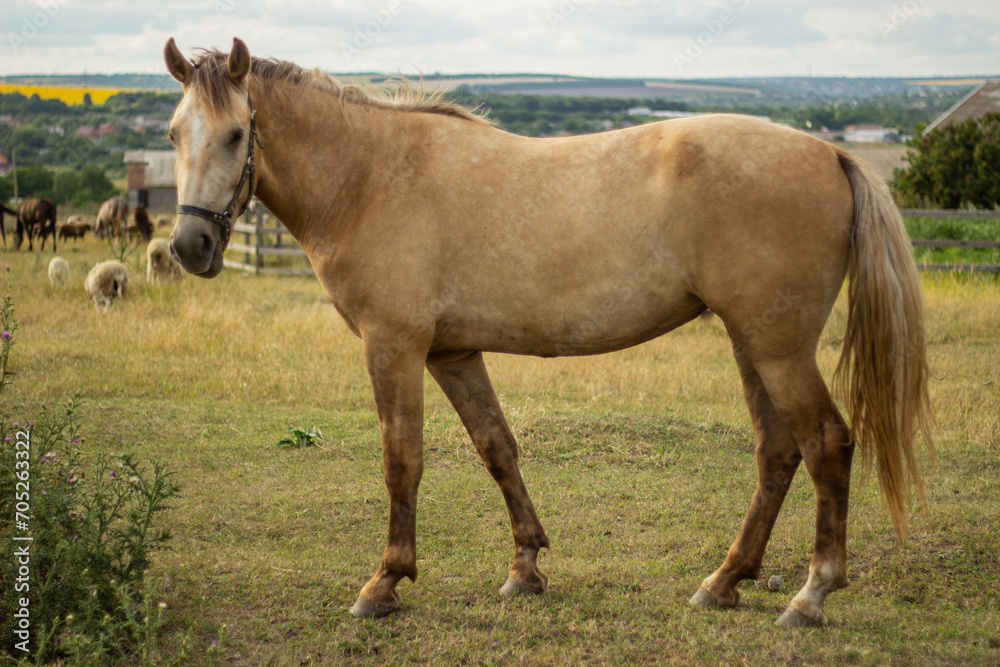 horse in the meadow