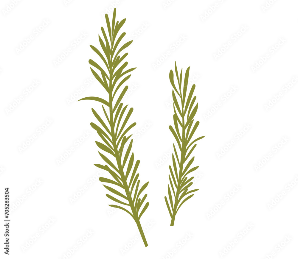 Fototapeta premium Rosemary plant, fresh herb branch with green leaves isolated on white background. Organic aromatic spices for cooking food, culinary. Rosemary sprigs, vector realistic illustration