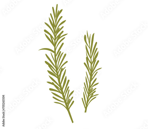 Rosemary plant  fresh herb branch with green leaves isolated on white background. Organic aromatic spices for cooking food  culinary. Rosemary sprigs  vector realistic illustration