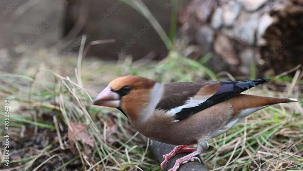 Hawfinch Coccothraustes coccothraustes In the wild. A bird in the forest. Hawfinch Coccothraustes coccothraustes In the wild. A bird in the forest.