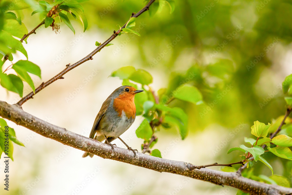 Robin on a branch in nature, photo as a background, digital image