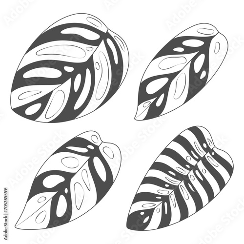 Set of black and white illustrations with monstera creeper plant leaves. Isolated vector objects on white background.