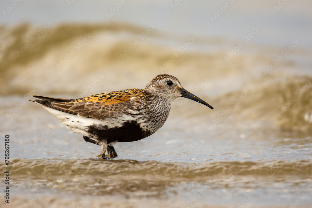 Close-up of the dunlin (Calidris alpina) on a seashore Close-up of the dunlin (Calidris alpina) on a seashore