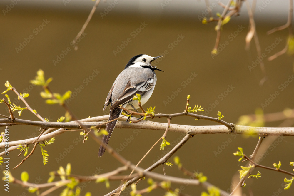 Close-up of young white wagtail (Motacilla alba) - small passerine white, gray and black bird cleaning its feathers and spreading wings
Close-up of young white wagtail (Motacilla alba) - small passerine white, gray and black bird cleaning its feathers and spreading wings
