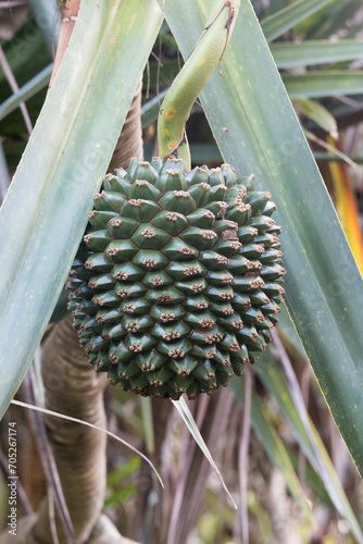 A close photo of a pandanus fruit