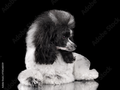 Resting elegant black and white poodle