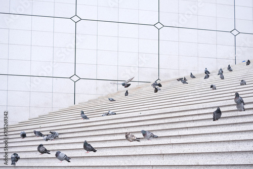 Pigeons peck at the ground on the steps of a large modern Parisian square.