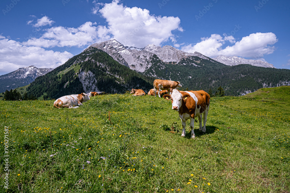 Alm-Idylle, Fleckvieh -Kühe auf einer Alm mit Alpenpanorama im Hintergrund.