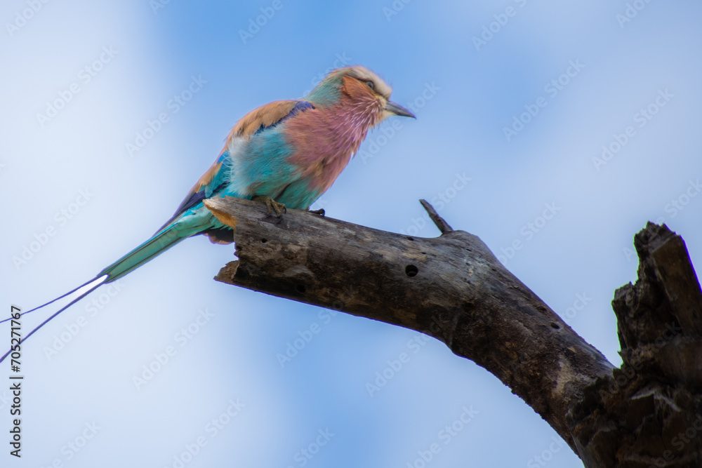 Pretty little Lilac-breasted Roller perched on a branch in the savannah in South Africa Pretty little Lilac-breasted Roller perched on a branch in the savannah in South Africa