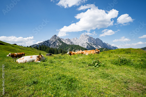 Alpenpanorama - Kühe liegen entspannt auf einer Alm mit prächtigem Gebirge im Hintergrund.