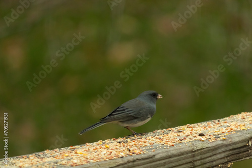 This cute little dark-eyed junco was perched on this wooden brown railing. The little bird came in for some birdseed. Some call this avian a snowbird. I love his dark body with white feathers. 