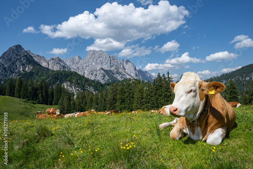 Alm - Idylle - Fleckvieh-Kuh liegt entspannt auf einer Alm  mit einem imposanten Gebirge im Hintergrund. photo