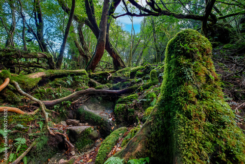 Shiratani Unsuikyo Ravine Trail  Yakushima  Japan