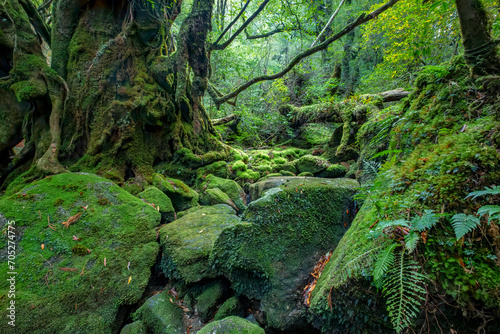 Shiratani Unsuikyo Ravine Trail  Yakushima  Japan