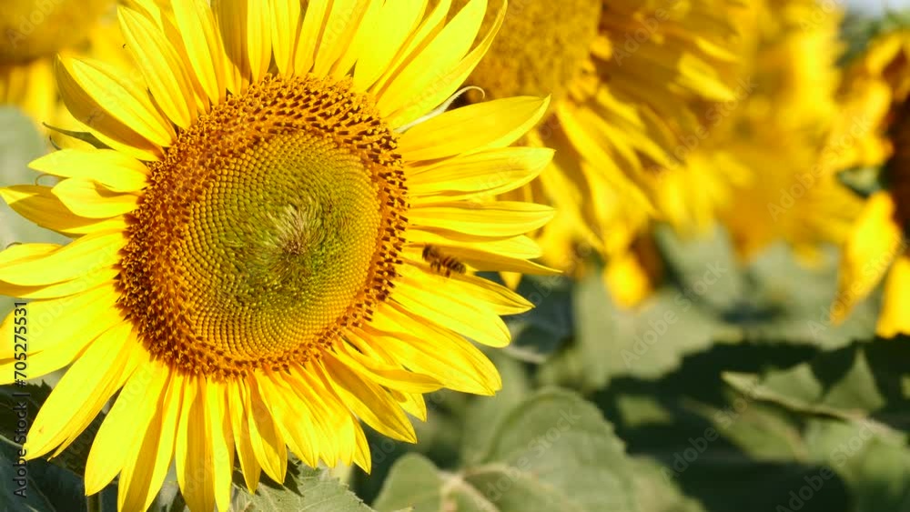 Yellow blooming flower with honey bee. Provence in France. Slow motion Yellow blooming flower with honey bee. Provence in France. Slow motion