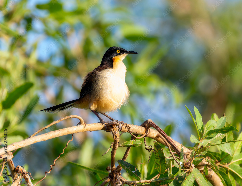 Fototapeta premium Black-capped Donacobius ( Donacobius atricapilla) in Brazil