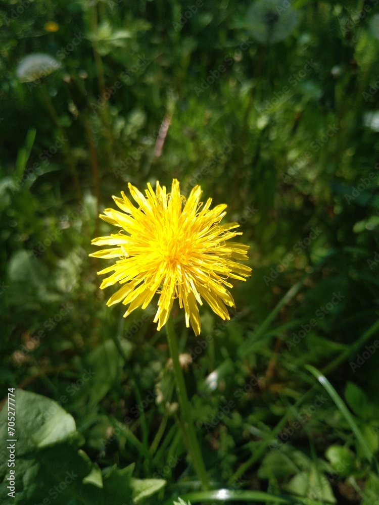 dandelion in the grass