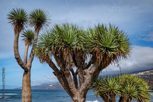 Canary Islands dragon tree or drago on blue sea and sky background photo