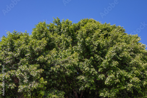 Abundant green foliage on blue sky background. Weeping fig plant © amovitania