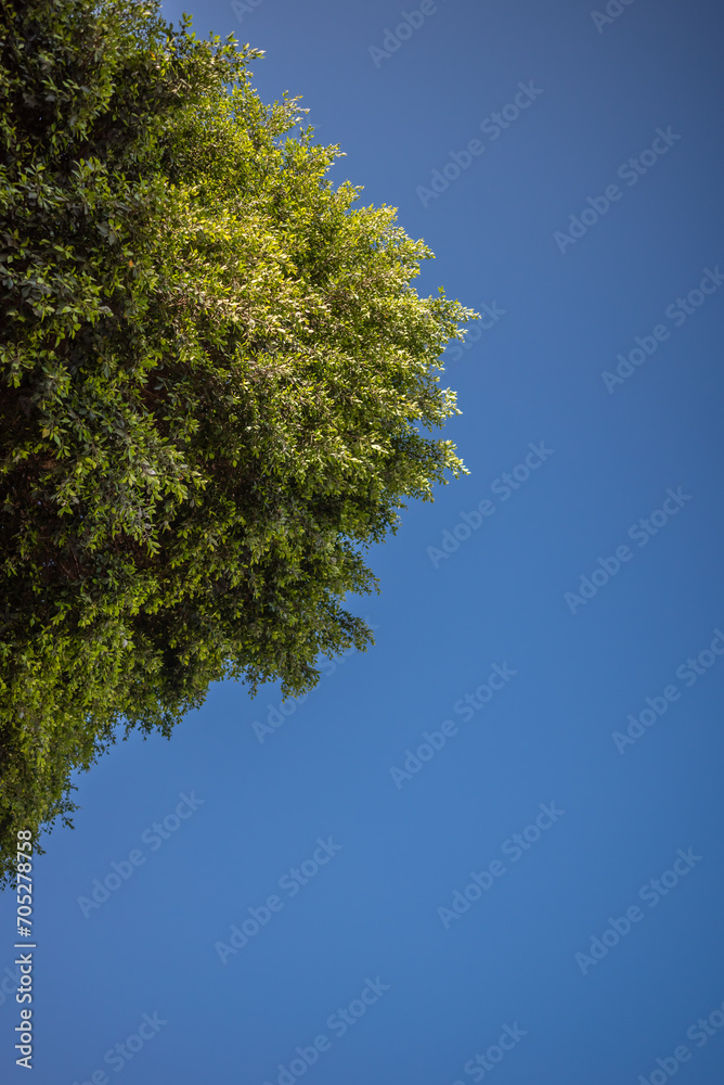 Abundant green foliage on blue sky background. Weeping fig plant Abundant green foliage on blue sky background. Weeping fig plant