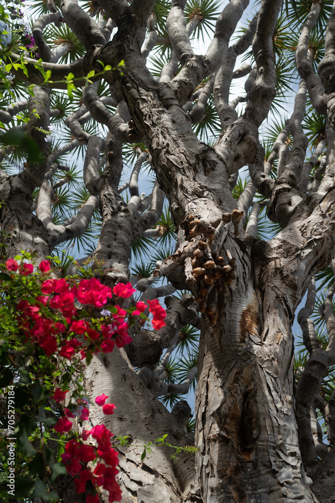 Fototapeta premium Dragon tree on blue sky background with blurred pink bougainvillea flowers