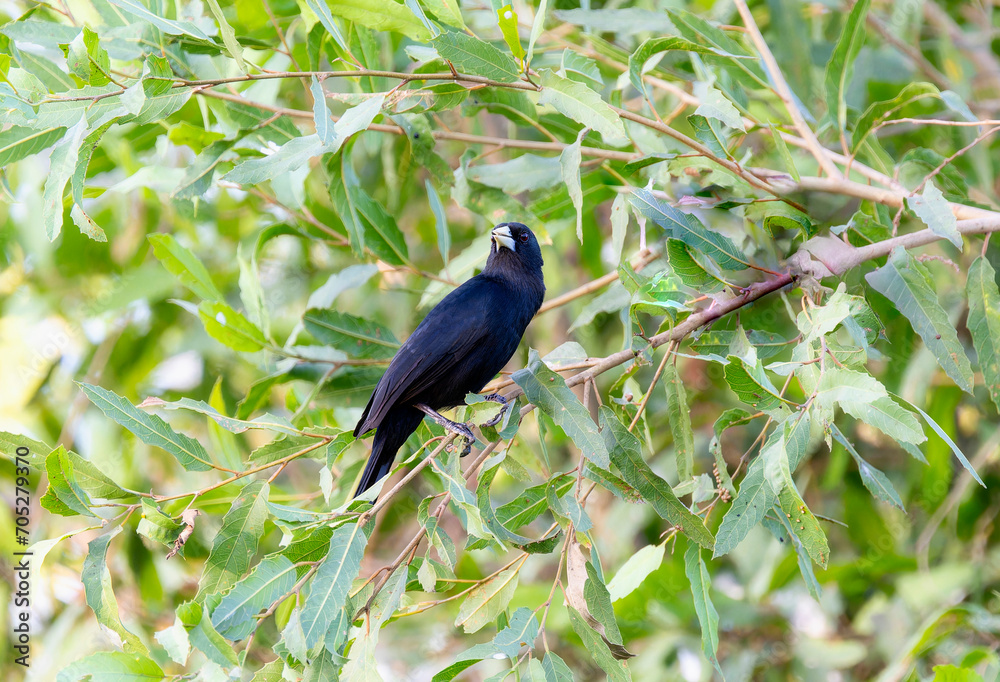 Solitary Black Cacique (Cacicus solitarius) in Brazil Solitary Black Cacique (Cacicus solitarius) in Brazil